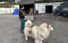 Phạt ba người dắt chó chiếm gốc mai anh đào đẹp nhất Quảng trường Lâm Viên