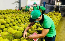 Ngành sầu riêng còn nhiều mối lo