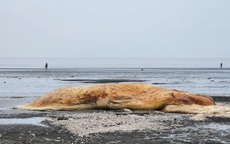 Cá voi nặng hàng chục tấn chết trôi dạt vào bờ biển
