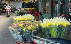 Giá hoa cúc tăng cao