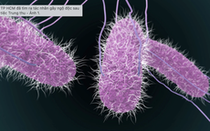 Vụ hơn 500 người nghi ngộ độc ở Đồng Nai: Tìm thấy khuẩn Salmonella ở một bé trai