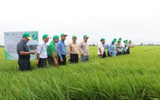 Đoàn của Campuchia tham quan mô hình nông nghiệp hiệu quả ở ĐBSCL