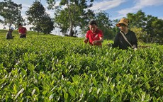 Ưu tiên "gieo" vốn tam nông, đồng lòng phát triển bền vững cùng đất nước