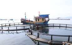 Phát triển công nghệ nuôi biển ở Khánh Hòa