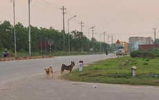 Đồng Nai: Nhiều người bị chó dại cắn khi đang tập thể dục