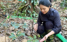 Rủ nhau lên rừng ăn Tết, canh giữ "bảo vật Quốc gia"