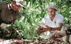 Giá cà phê hôm nay 17-10: Robusta tăng tiếp