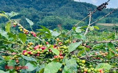 Giá cà phê hôm nay 21-10: Arabica leo đỉnh, Robusta Việt có cơ hội vàng
