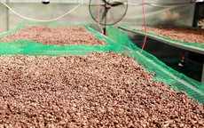 Giá cà phê hôm nay 8-10: Giảm mạnh, doanh nghiệp Việt lép vế cuối vụ