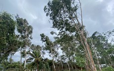 Cách đơn giản theo dõi bão số 13 Kalmaegi trực tiếp trên điện thoại