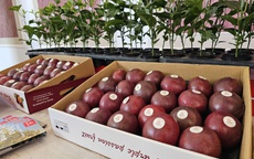 Chanh leo Việt Nam trước cơ hội vào thị trường 4,8 tỉ USD