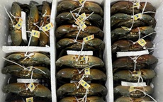 Những xã nào ở Cà Mau được quy hoạch nuôi cua xuất khẩu sang Trung Quốc?