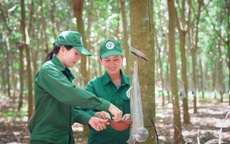 Tập đoàn Công nghiệp Cao su Việt Nam thông báo tuyển dụng