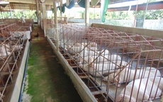 Giá heo hơi hôm nay, 19-12: Tiếp tục "nhảy múa"