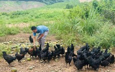 Thoát nghèo từ mô hình nuôi gà an toàn sinh học