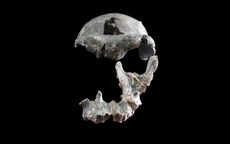 Phát hiện hài cốt bất thường của loài tổ tiên người hiện đại