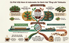 Giá cà phê hôm nay 22-12: Điều bất ngờ từ đối thủ cà phê Indonesia