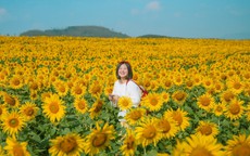 Cánh đồng hoa hướng dương cách Hà Nội 250 km, khách đi từ nửa đêm tới check-in