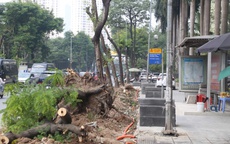 Hà Nội di dời cây xanh, xén vỉa hè để giảm ùn tắc