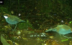 Phát hiện loài chim mới trên đảo quốc Thái Bình Dương