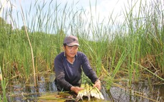 Loại cây vốn mọc hoang dại lại giúp nhiều người ở Cà Mau vươn lên làm giàu