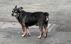 Cấp "căn cước" định danh để giám sát vật nuôi?