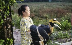 TPHCM: Nhiều loài chim quý hiếm liên tục bay vào nhà dân