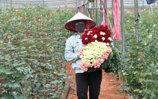 Đồng bào thiểu số ở chân núi Lang Biang thoát nghèo nhờ "cây tình yêu"