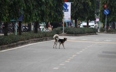 Bất chấp quy định xử phạt, chó thả rông vẫn tràn lan trên phố