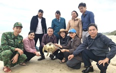 Dính "lưới ma", con vật quý mắc cạn