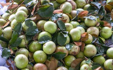 Rộn ràng vú sữa Lò Rèn, nhà vườn "bỏ túi" hàng trăm triệu đồng