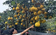 CLIP: Bưởi diễn tràn về TPHCM, giá bán tăng cao