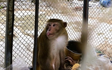 Người dân giao nộp 2 cá thể động vật quý hiếm thuộc nhóm IIB