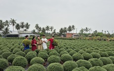 Vựa hoa miền Tây tất bật bán hoa Tết sớm qua livestream cùng người nổi tiếng