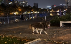 Quá bức xúc trước hình ảnh chó thả rông "nghênh ngang", phóng uế tại TPHCM