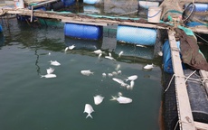 Cá lồng bè chết hàng loạt trên sông Chà Và, TPHCM