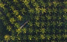 15.000 ha dừa hữu cơ: Betrimex và cách giải bài toán khó của ngành dừa