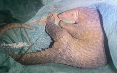 Bắt được con vật lạ không ngờ là động vật nguy cấp, quý hiếm trong sách đỏ