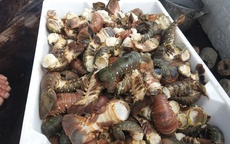 Tôm hùm chết hàng loạt trong mưa lũ, người nuôi “ôm đầu”!