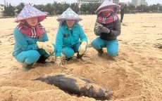 Liên tiếp phát hiện xác cá voi trôi dạt vào vùng biển Quảng Bình