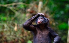 Một loài khác ở Congo phát triển thứ "chỉ loài người mới có"?
