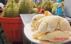 Giá sầu riêng tiếp tục giảm sâu, có loại chỉ còn 25.000 đồng/kg