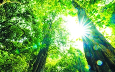 Rừng Thông Núi Voi - Điểm du lịch sinh thái mới giữa lòng Đà Lạt