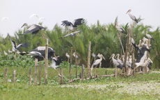 Yên ả sông Đầm