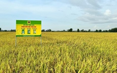 Giải mã cặp đôi “Bio và Canxi” – chìa khóa cho canh tác lúa bền vững ở ĐBSCL