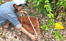 Vụ cưa bán cây tại trụ sở trước sáp nhập: Nhiều cây nằm ngoài báo cáo