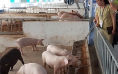 Huế khuyến cáo nóng trước tình hình dịch tả heo châu Phi lan rộng ở miền Trung