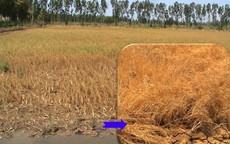 Cải thiện sức khỏe của đất trong điều kiện nắng nóng, hạn mặn và phèn đầu vụ hè thu