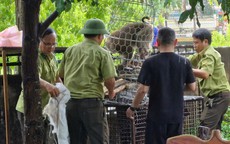 Lực lượng kiểm lâm vây bắt con khỉ tấn công bé gái 10 tuổi