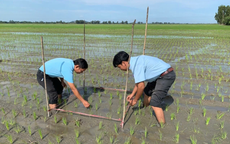 Hướng dẫn sử dụng phân bón Đầu Trâu Bio-Canxi hiệu quả trong sản xuất lúa bền vững
